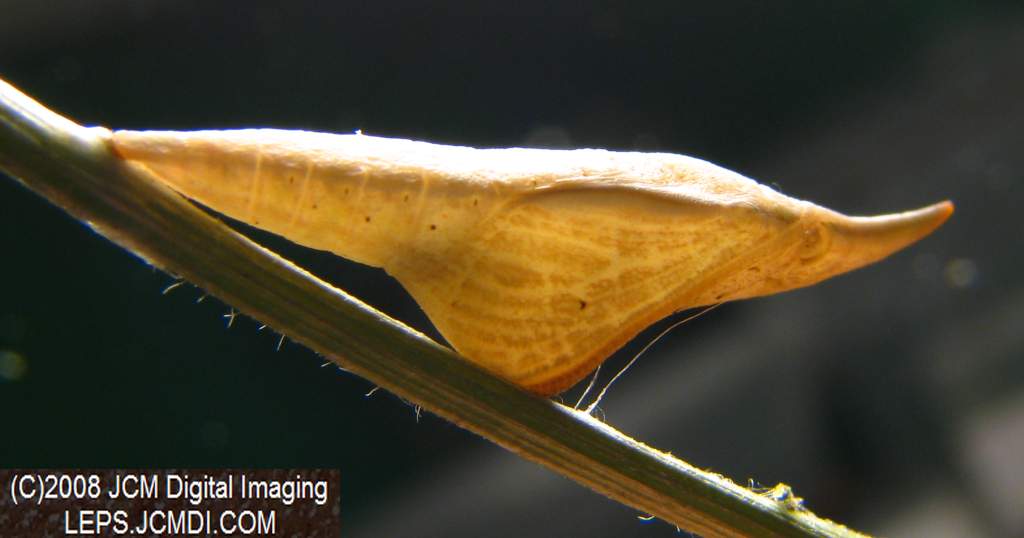 Sara Orange-Tip butterfly pupa, translucent when freshly-formed